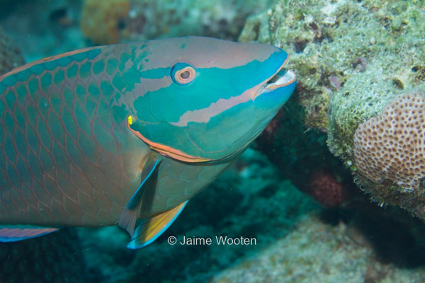 Parrotfish