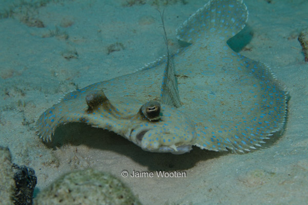 Peacock Flounder