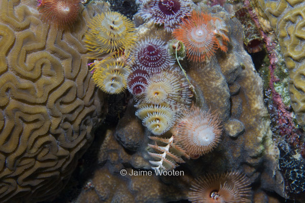 Christmas Tree Worms