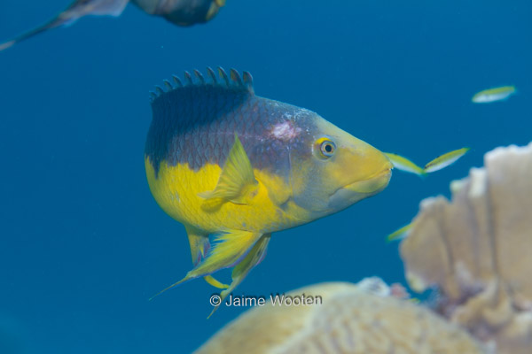 Spanish Hogfish