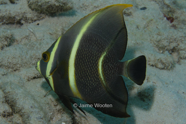 Juvenile French Angelfish