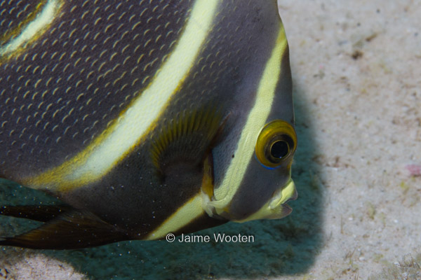 Juvenile French Angelfish