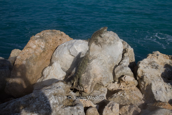 Iguanas catching some sun after their swim