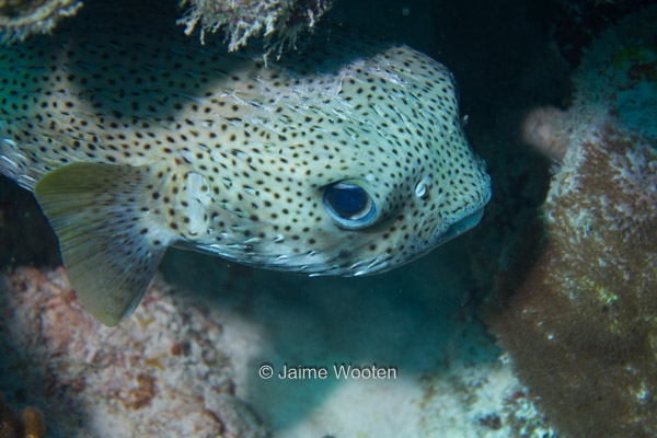 Porcupine Fish