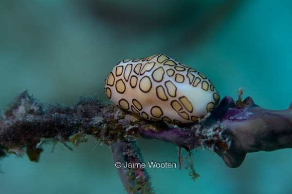 Flamingo Tongue