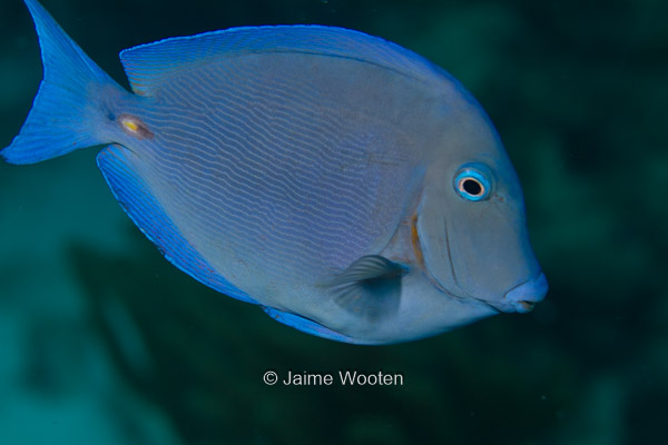 Blue Tang