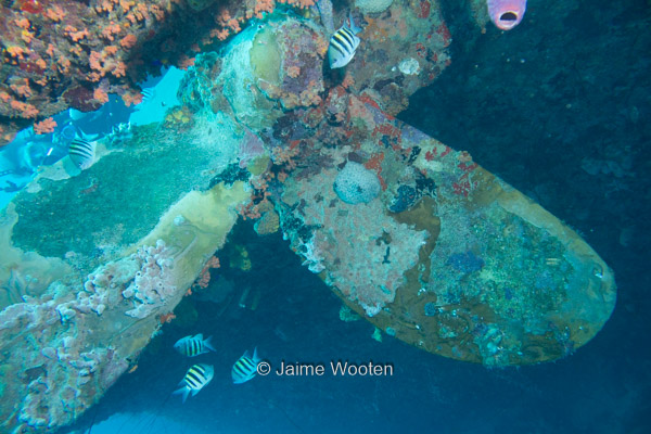 Propeller of the Hilma Hooker Shipwreck