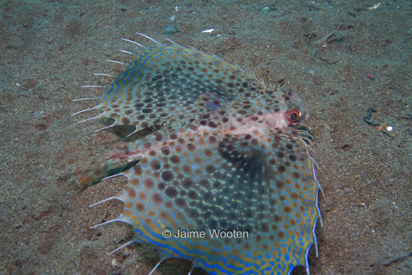 Flying Gurnard