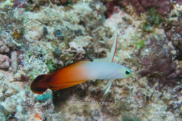 Fire Dart Fish