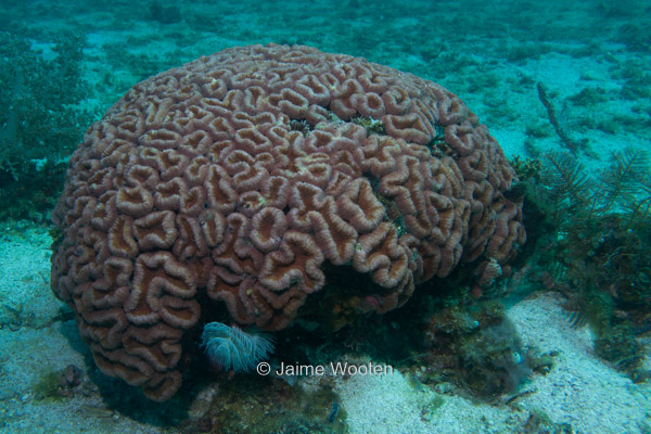 Brain Coral