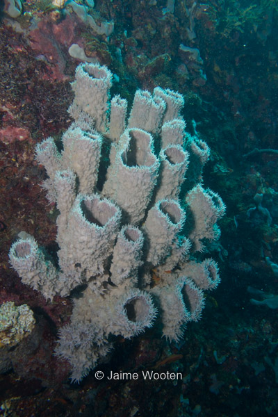 Pipe Coral