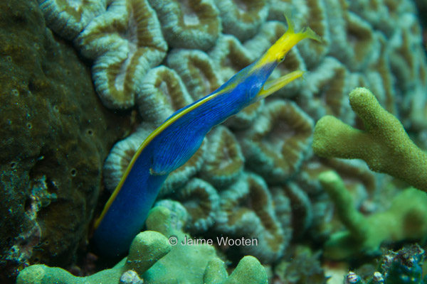 Blue Ribbon Eel