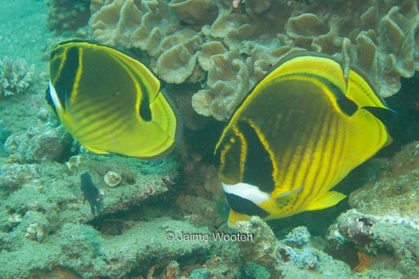 Racoon Butterfly Fish