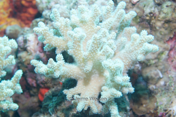 Soft Coral