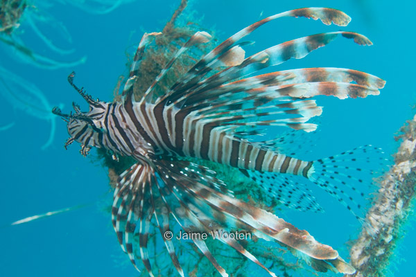 Common Lion Fish