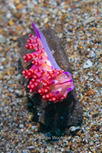 Nudibranch