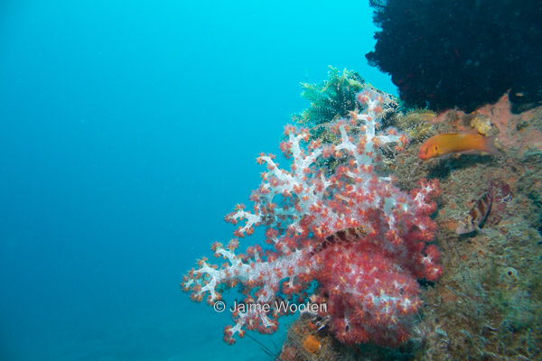 Soft coral and seascape