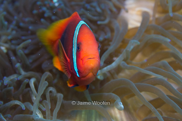 Tomato Anemone Fish