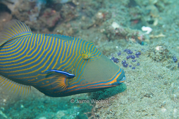 Orange-lined Triggerfish