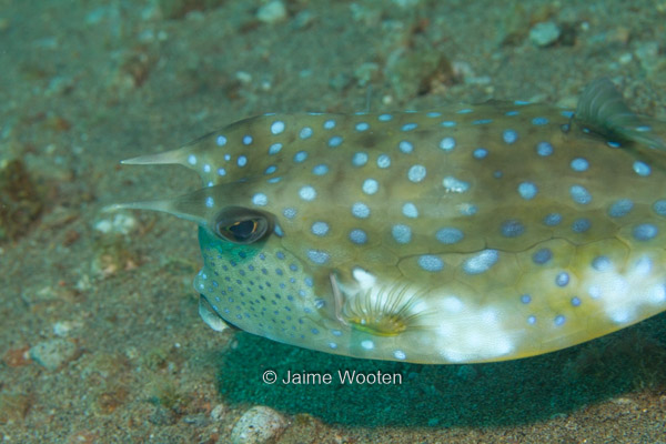 Cow Fish