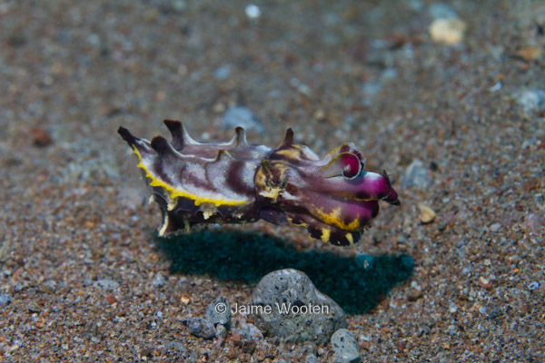 Flamboyant Cuttlefish