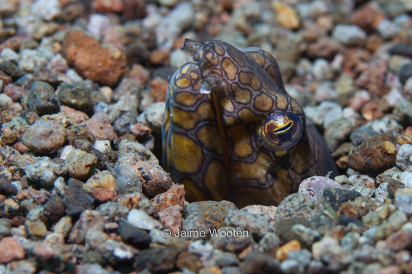 Snake Eel