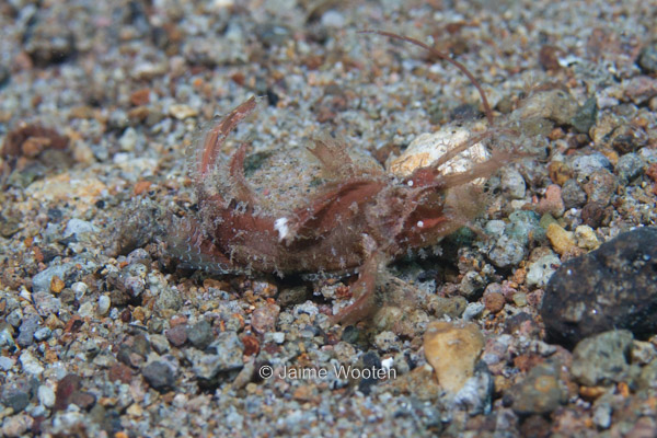 Scorpionfish