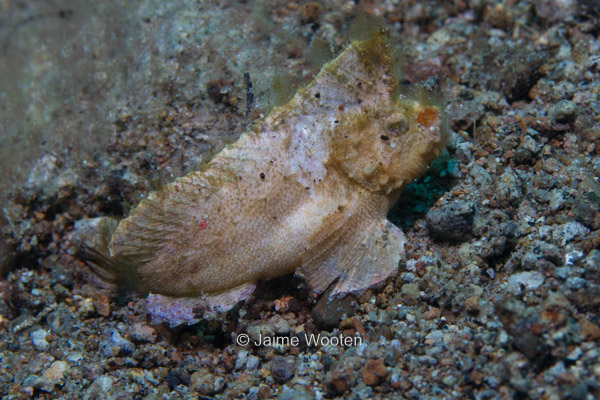 Leaf Scorpionfish - White Variation