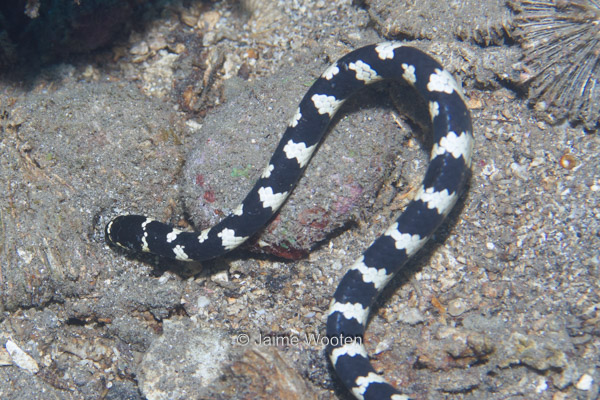 Napoleon Snake Eel