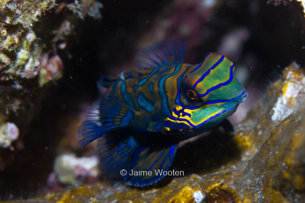 Mandarin Fish