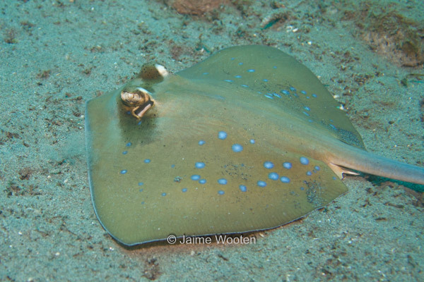 Blue Spotted Ray