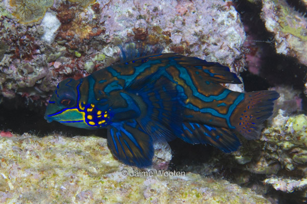 Mandarin Fish