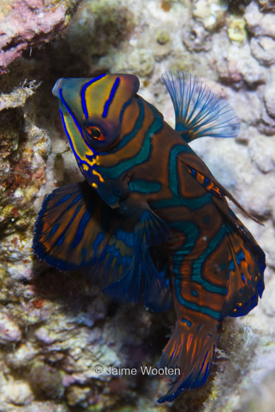 Mandarin Fish