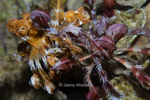 Feather Star