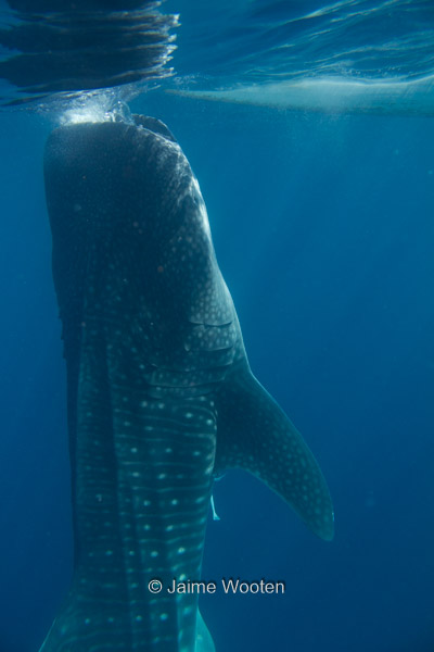 Whale Shark