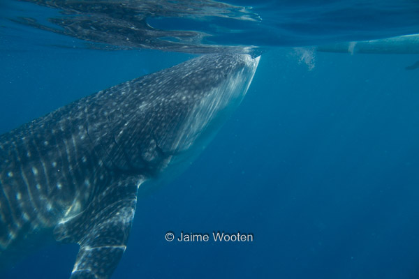 Whale Shark