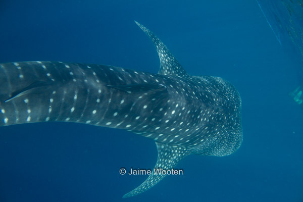 Whale Shark