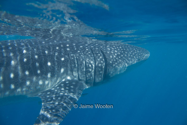 Whale Shark