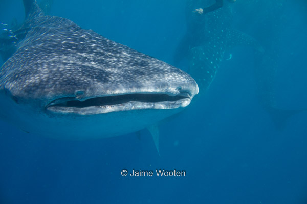 Whale Shark