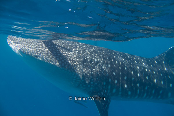 Whale Shark