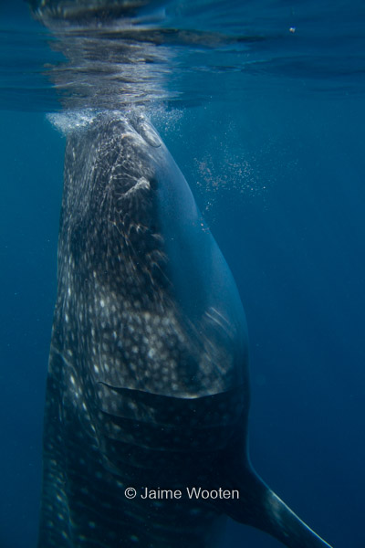 Whale Shark