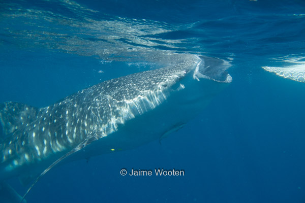 Whale Shark