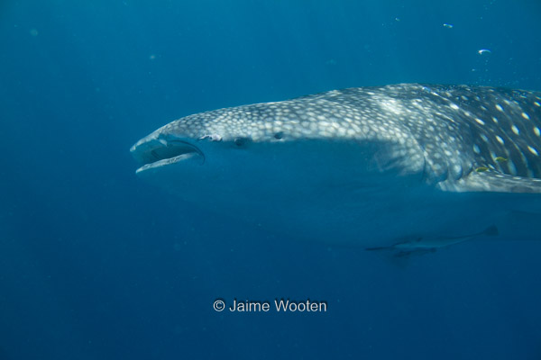 Whale Shark