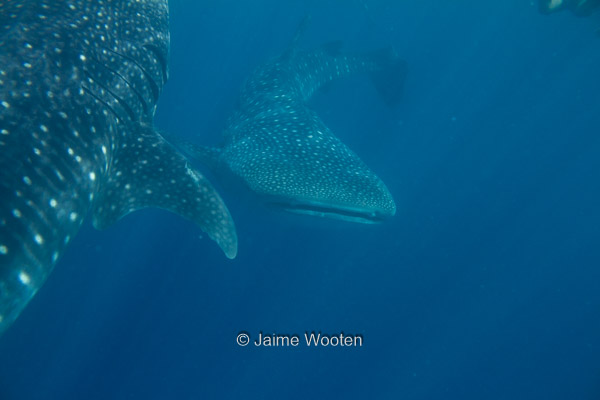 Whale Shark