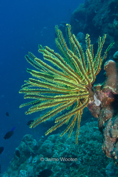 Feather Star Crinoid