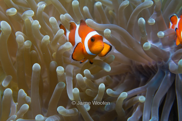 False Clown Anemonefish