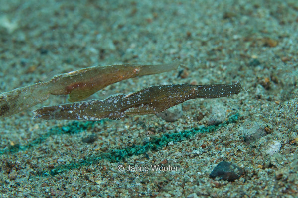 Short Bodied Pipefish