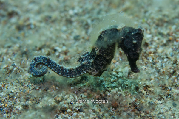 Sea Horse