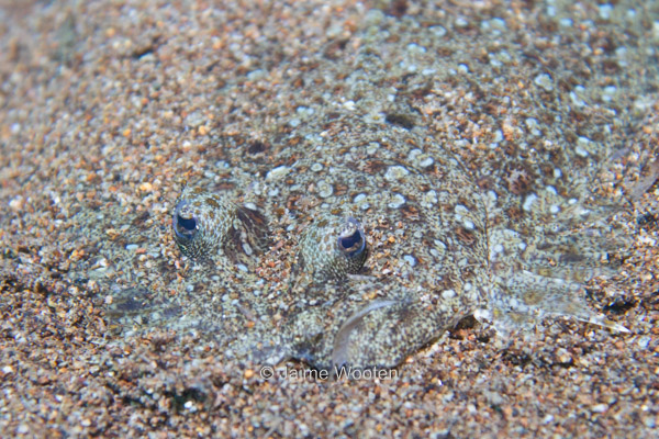 Leopard Flounder