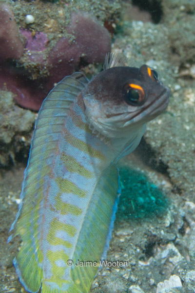 Yellowbarred Jawfish